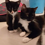 Patmol a rejoint le concours — aidez-le/la à gagner de superbes lots ! cat, tuxedo_cat, indoor, pet, animal, feline, black_and_white, sitting, lying_down, floor, whiskers, ears, paws, cute, domestic_animal, companion, two_animals, furry, relaxed, household