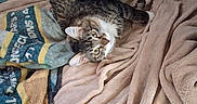 Gypsy joined the competition — help win amazing prizes! cat, tabby_cat, blanket, towel, plush_toy, cage, indoor, feline, pet, cozy, resting, fur, whiskers, curious, soft_texture, comfortable, animal, domestic_cat, relaxed, bed