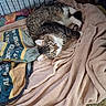 cat, tabby_cat, blanket, towel, plush_toy, cage, indoor, feline, pet, cozy, resting, fur, whiskers, curious, soft_texture, comfortable, animal, domestic_cat, relaxed, bed