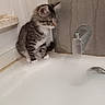 Gypsy joined the competition — help win amazing prizes! kitten, cat, bathtub, bubbles, water, faucet, curious, indoor, pet, white_paws, striped_fur, side_view, bathroom, edge, sitting, young_animal, domestic, feline, small, floor