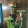 Gypsy joined the competition — help win amazing prizes! cat, cats, cat_tree, feline, pet, indoor, wood_paneling, green, resting, sleeping, orange_cat, tabby_cat, gray_cat, multiple_cats, household, furniture, cozy, relaxed, animal, domestic_animal