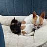 kitten, dog, pet_bed, sleeping, cozy, fluffy, small_dog, curled_up, indoor, resting, cute, animal, fur, companion, friendship, relaxation, paw, ear, texture, blue_background