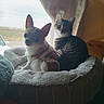 dog, cat, pet_bed, window, curtain, indoor, animal, cozy, tabby_cat, small_dog, chihuahua, furry, resting, cute, domestic_animal, companions, fluffy, natural_light, relaxed, home