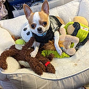Pedro is registered to the contest to win money with this photo: chihuahua, dog, small_dog, dog_bed, plush_toy, stuffed_animal, toy, pet, indoor, cozy, fluffy_bed, brown_and_white, curious_eyes, cute, pet_accessory, fabric, human_leg, casual, home, relaxed