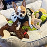 chihuahua, dog, small_dog, dog_bed, plush_toy, stuffed_animal, toy, pet, indoor, cozy, fluffy_bed, brown_and_white, curious_eyes, cute, pet_accessory, fabric, human_leg, casual, home, relaxed