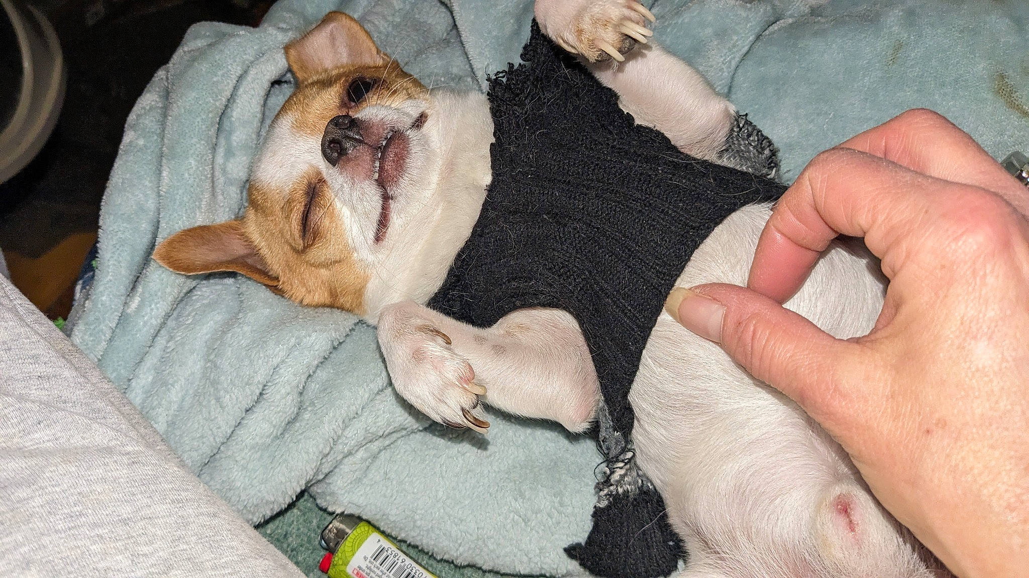 Pedro is registered to the contest to win money with this photo: bulldog, canidae, carnivore, comfort, companion_dog, dog, dog_bed, dog_breed, dog_supply, fawn, fur, linens, nail, paw, snout, sporting_group, thumb, toy_dog, whiskers, wrinkle