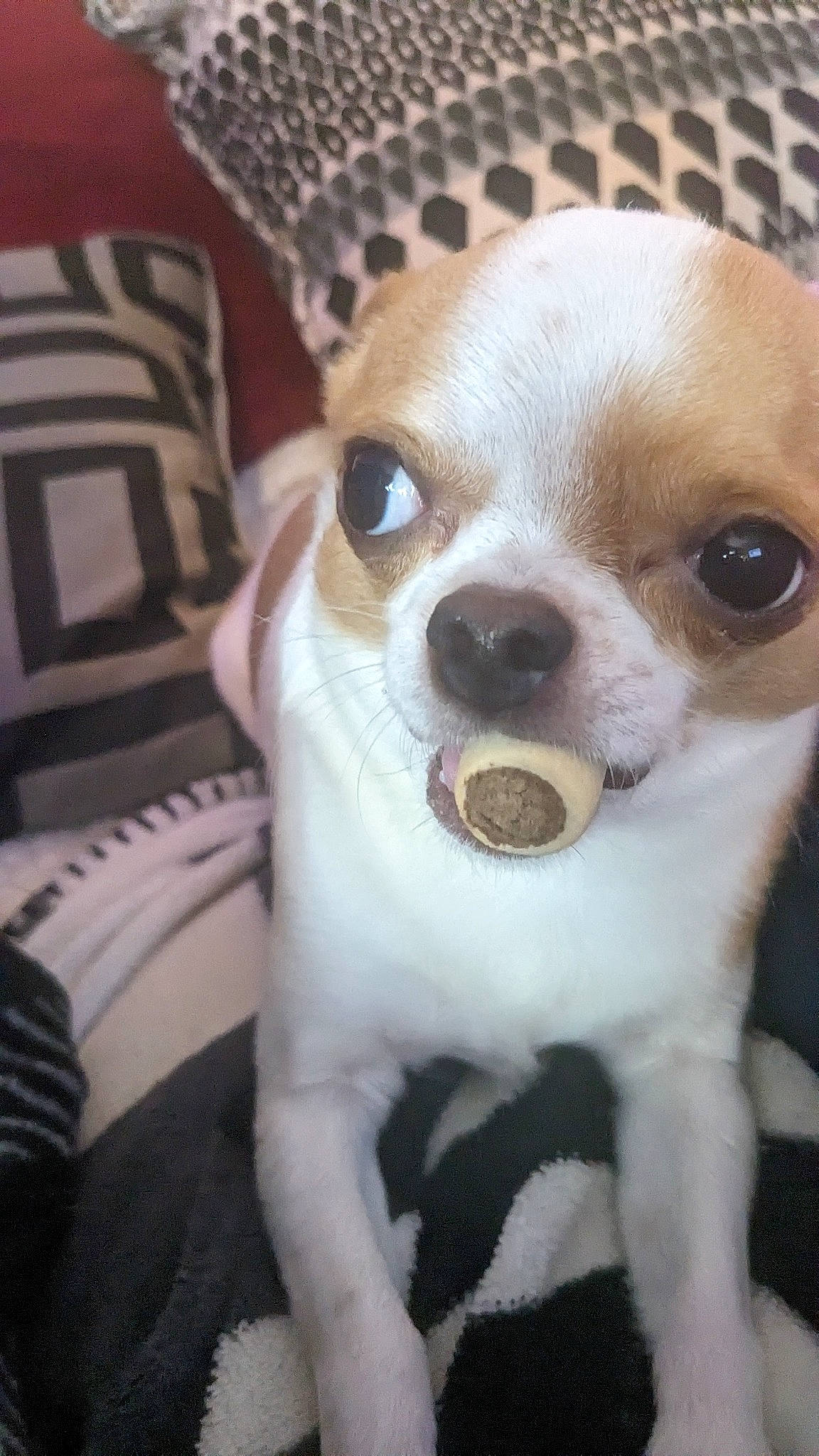 Pedro is registered to the contest to win money with this photo: bone, canidae, carnivore, chihuahua, comfort, companion_dog, corgi_chihuahua, dog, dog_breed, dog_supply, ear, fawn, fur, non_sporting_group, puppy, snout, sporting_group, toy_dog, whiskers, working_animal