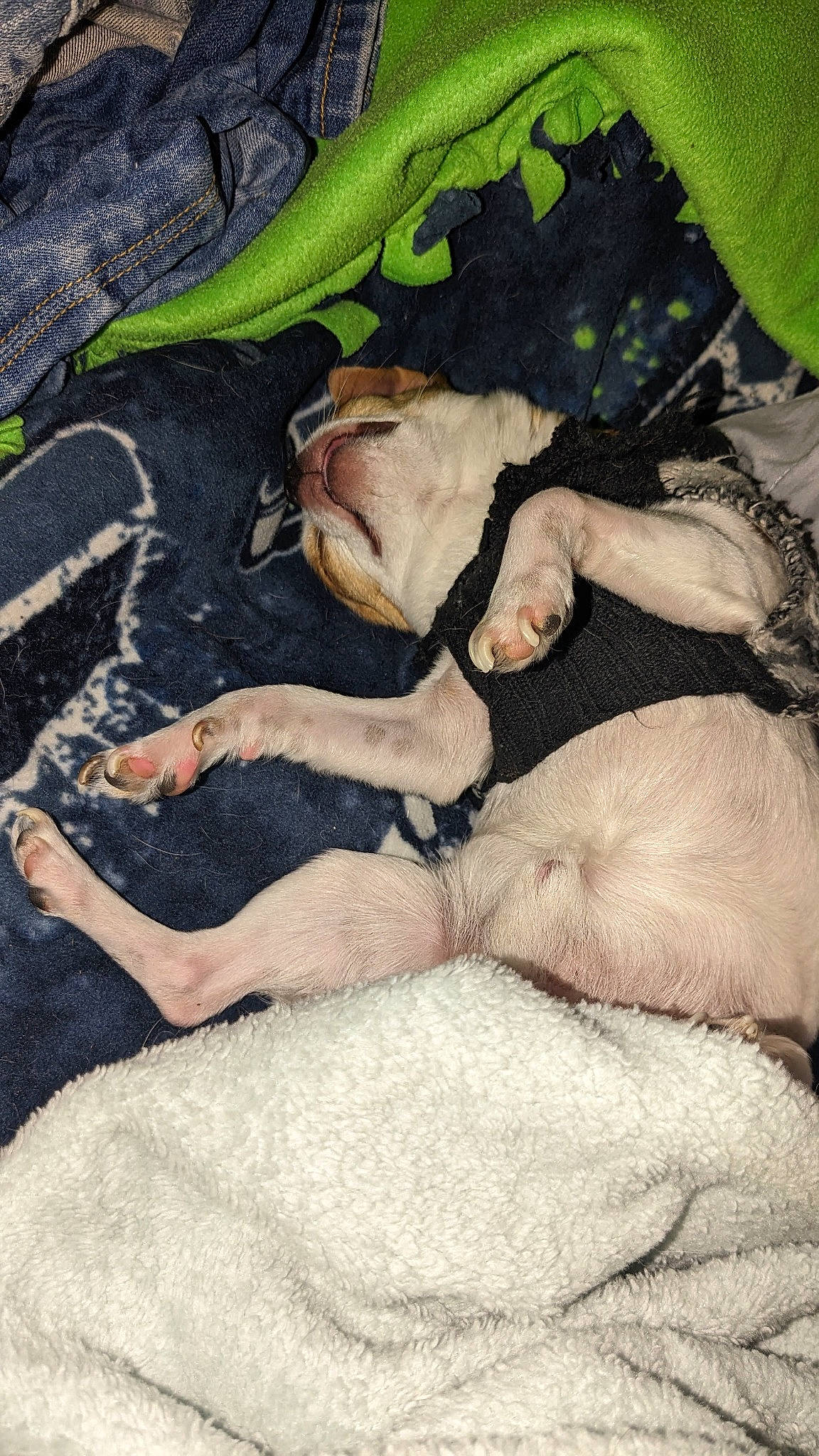 Pedro is registered to the contest to win money with this photo: art, canidae, carnivore, comfort, companion_dog, dog, dog_breed, fawn, foot, fur, grass, human_leg, linens, nap, paw, reptile, sporting_group, tail, toy_dog, visual_arts