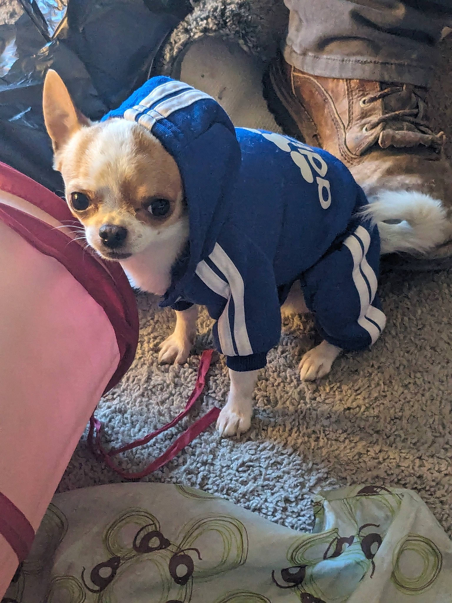 Pedro joined the competition — help win amazing prizes! canidae, carnivore, chihuahua, companion_dog, dog, dog_breed, dog_clothes, dog_supply, electric_blue, eyewear, fawn, fur, human_leg, linens, mammal, pattern, snout, sunglasses, toy_dog, white