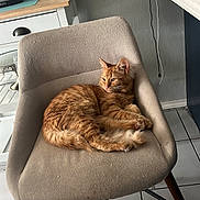 Nina is registered to the contest to win money with this photo: cat, orange_tabby, chair, fabric_chair, kitchen, coffee_machine, paper_towel, wall_art, seashell, tile_floor, relaxed, pet, feline, indoor, furniture, resting, domestic_cat, cute, cozy, home