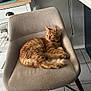 cat, orange_tabby, chair, fabric_chair, kitchen, coffee_machine, paper_towel, wall_art, seashell, tile_floor, relaxed, pet, feline, indoor, furniture, resting, domestic_cat, cute, cozy, home
