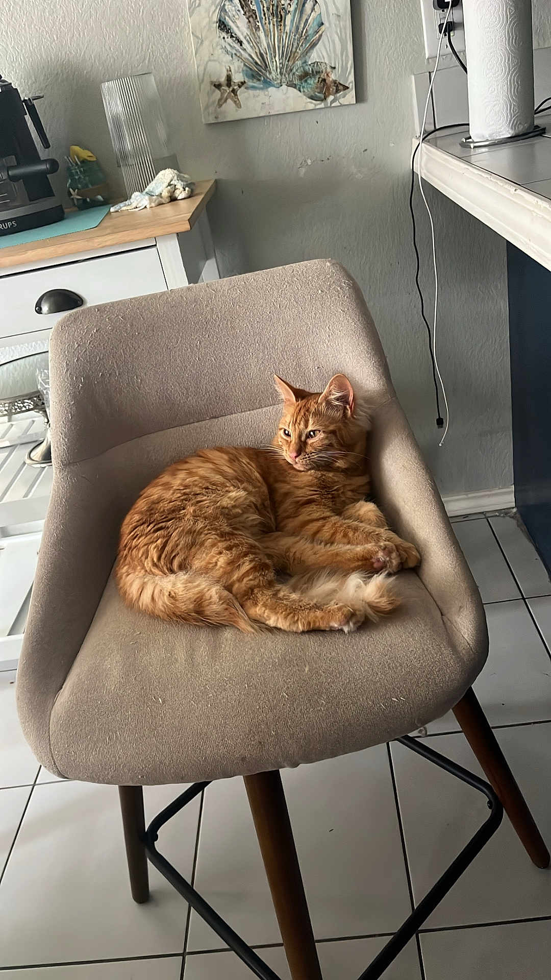 Nina is registered to the contest to win money with this photo: cat, orange_tabby, chair, fabric_chair, kitchen, coffee_machine, paper_towel, wall_art, seashell, tile_floor, relaxed, pet, feline, indoor, furniture, resting, domestic_cat, cute, cozy, home