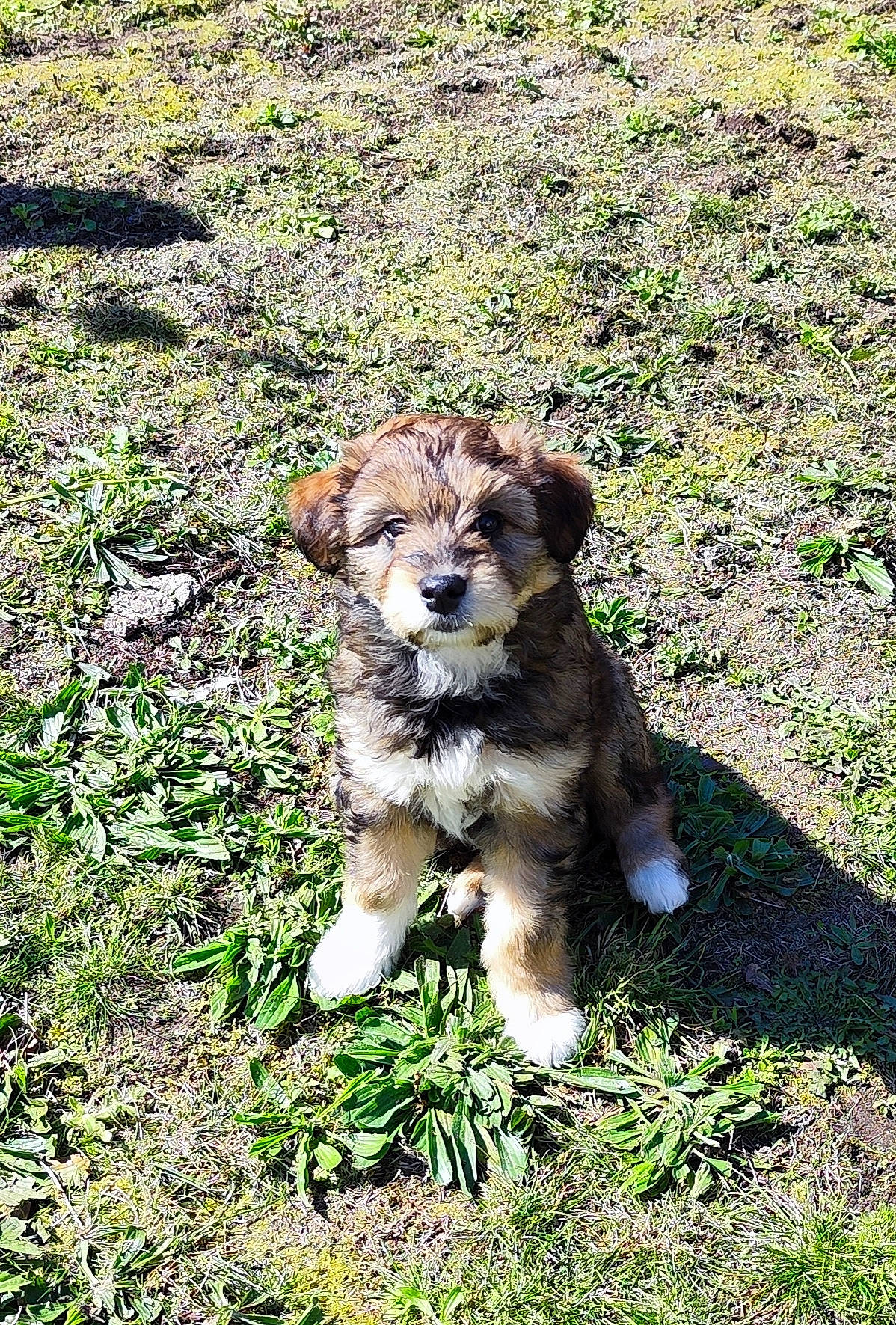 Toupie a rejoint le concours — aidez-le/la à gagner de superbes lots ! art, big_cats, canidae, carnivore, companion_dog, dog, dog_breed, felidae, grass, grassland, groundcover, paw, plant, small_to_medium_sized_cats, soil, sporting_group, tail, terrestrial_animal, whiskers, working_animal