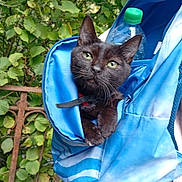 Asticot participe au concours pour gagner de l'argent avec cette photo : cat, black_cat, backpack, blue_backpack, water_bottle, green_leaves, outdoor, plant, rusty_fence, curious, pet, animal, nature, close_up, pocket, fur, whiskers, ears, eyes, resting