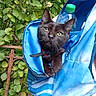cat, black_cat, backpack, blue_backpack, water_bottle, green_leaves, outdoor, plant, rusty_fence, curious, pet, animal, nature, close_up, pocket, fur, whiskers, ears, eyes, resting