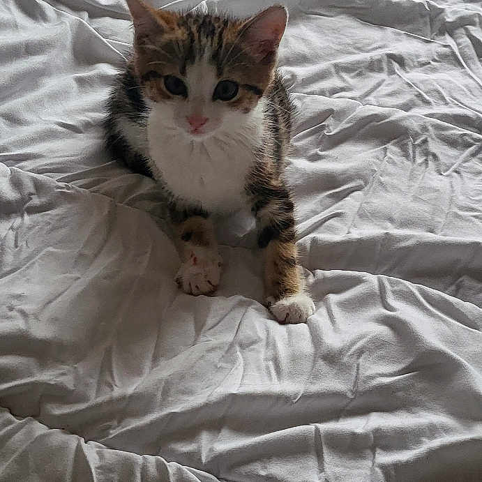 Xena