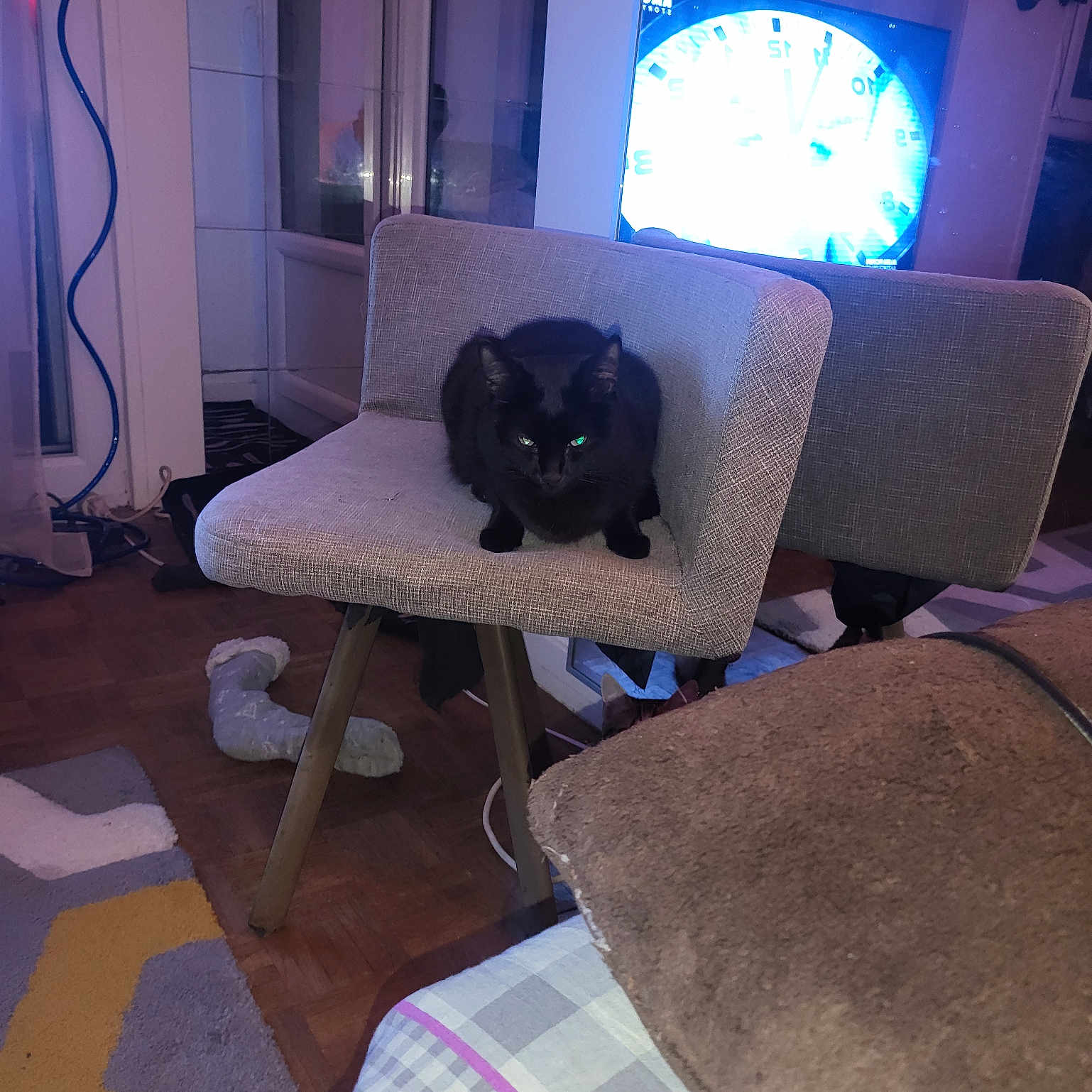 Jaimie participe au concours pour gagner de l'argent avec cette photo : animal, architecture, building, cat, chair, computerhardware, couch, electronics, furniture, hardware, homedecor, indoors, livingroom, monitor, pet, room, rug, screen, tv, wood