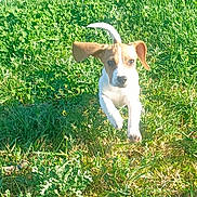 Aymie a rejoint le concours — aidez-le/la à gagner de superbes lots ! active, animal, daytime, dog, ears, energetic, field, grass, greenery, jumping, mammal, nature, outdoor, pet, playful, puppy, running, sunlight, tail, young_dog
