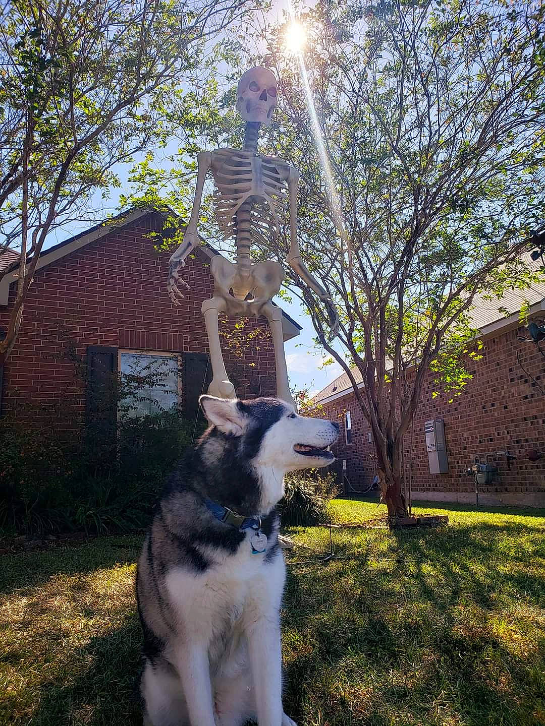 Cody joined the competition — help win amazing prizes! building, carnivore, cat, companion_dog, dog_breed, fawn, felidae, fur, grass, house, light, plant, sky, small_to_medium_sized_cats, sporting_group, street_light, sunlight, tail, tree, whiskers