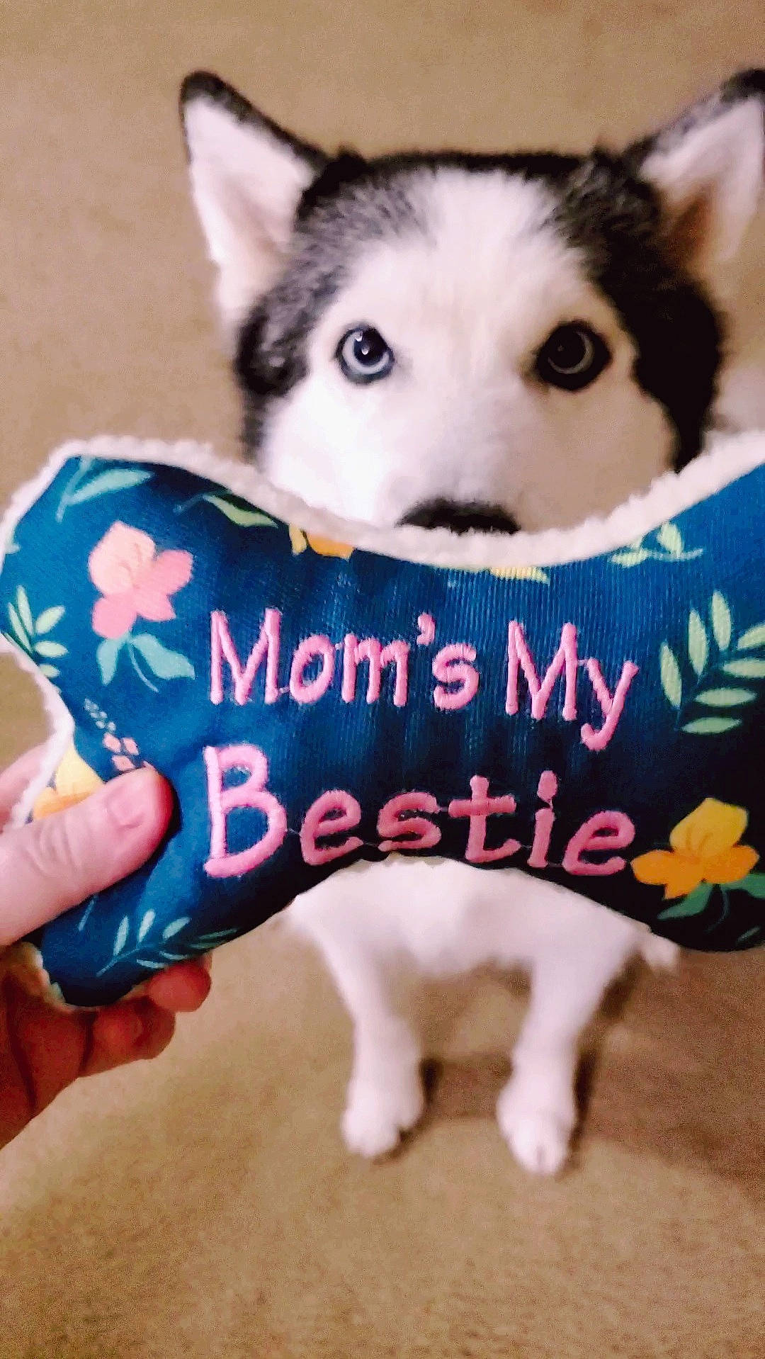 Cody is registered to the contest to win money with this photo: canidae, carnivore, collar, companion_dog, dog, dog_breed, dog_supply, fawn, font, fur, happy, jaw, mammal, photo_caption, sled_dog, snout, terrestrial_animal, whiskers, wolf, working_animal