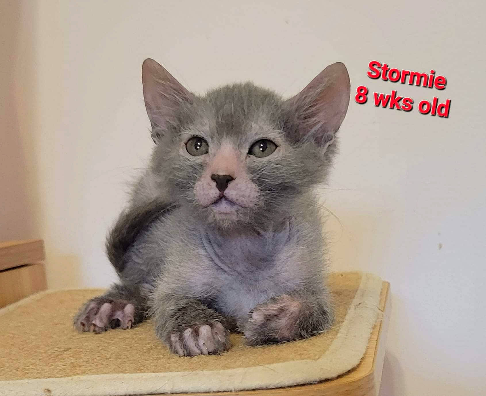 Stormie is registered to the contest to win money with this photo: carnivore, cat, cat_supply, comfort, domestic_short_haired_cat, felidae, font, fur, grey, internet_meme, paw, photo_caption, rectangle, russian_blue, small_to_medium_sized_cats, terrestrial_animal, whiskers, window