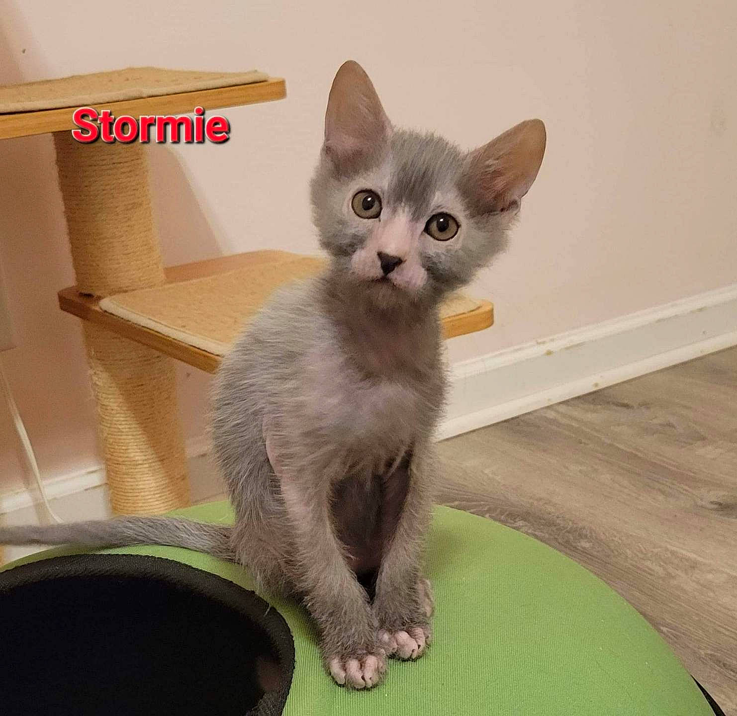 Stormie is registered to the contest to win money with this photo: carnivore, cat, cat_supply, comfort, curious, domestic_short_haired_cat, fawn, felidae, fur, grey, hardwood, paw, pet_supply, photo_caption, russian_blue, small_to_medium_sized_cats, snout, tail, whiskers, window