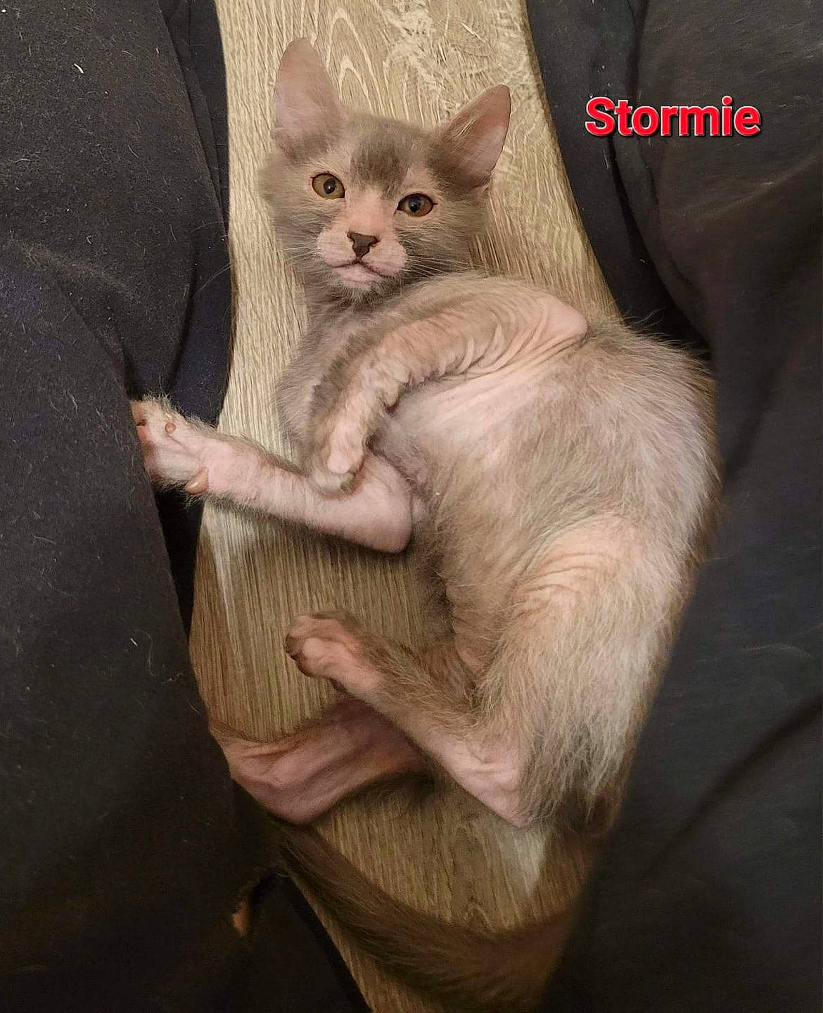 Stormie is registered to the contest to win money with this photo: carnivore, cat, claw, comfort, domestic_short_haired_cat, ear, fawn, felidae, fur, gesture, internet_meme, nail, paw, photo_caption, small_to_medium_sized_cats, snout, tail, whiskers