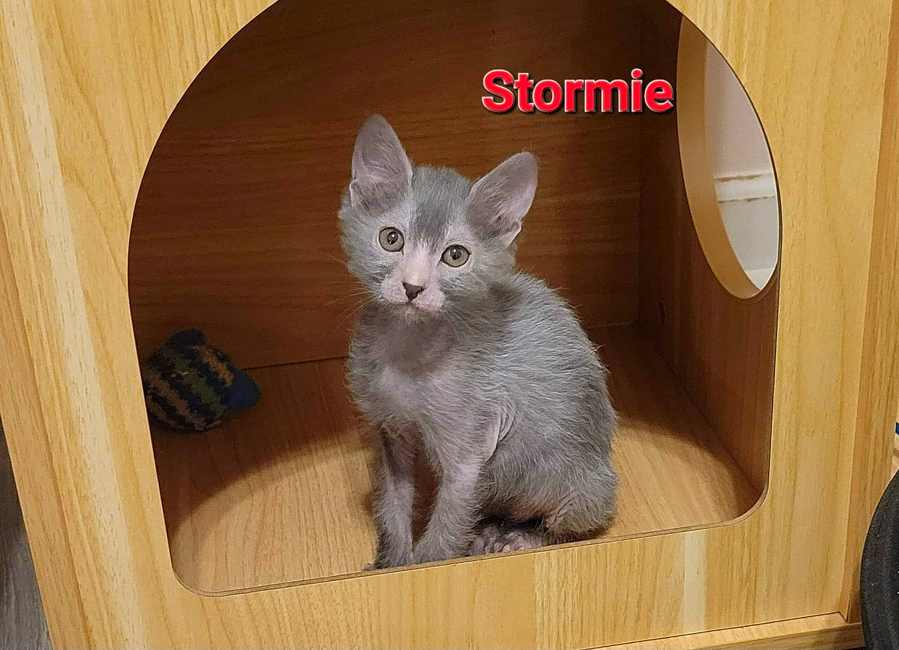 Stormie joined the competition — help win amazing prizes! carnivore, cat, cat_supply, circle, comfort, domestic_short_haired_cat, felidae, grey, hardwood, metal, paw, pet_supply, photo_caption, rectangle, room, shelf, small_to_medium_sized_cats, tail, whiskers, wood
