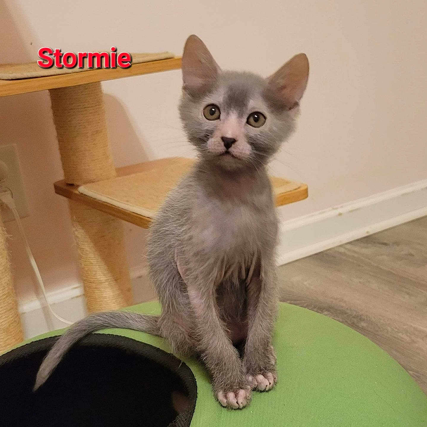 Stormie