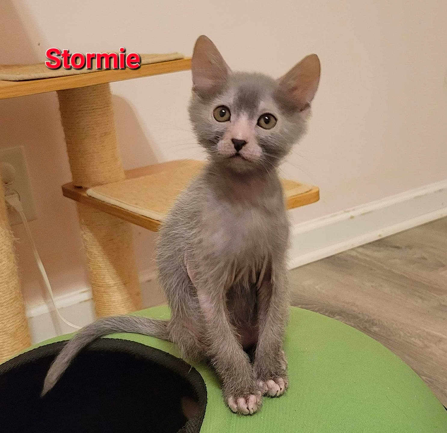 Stormie