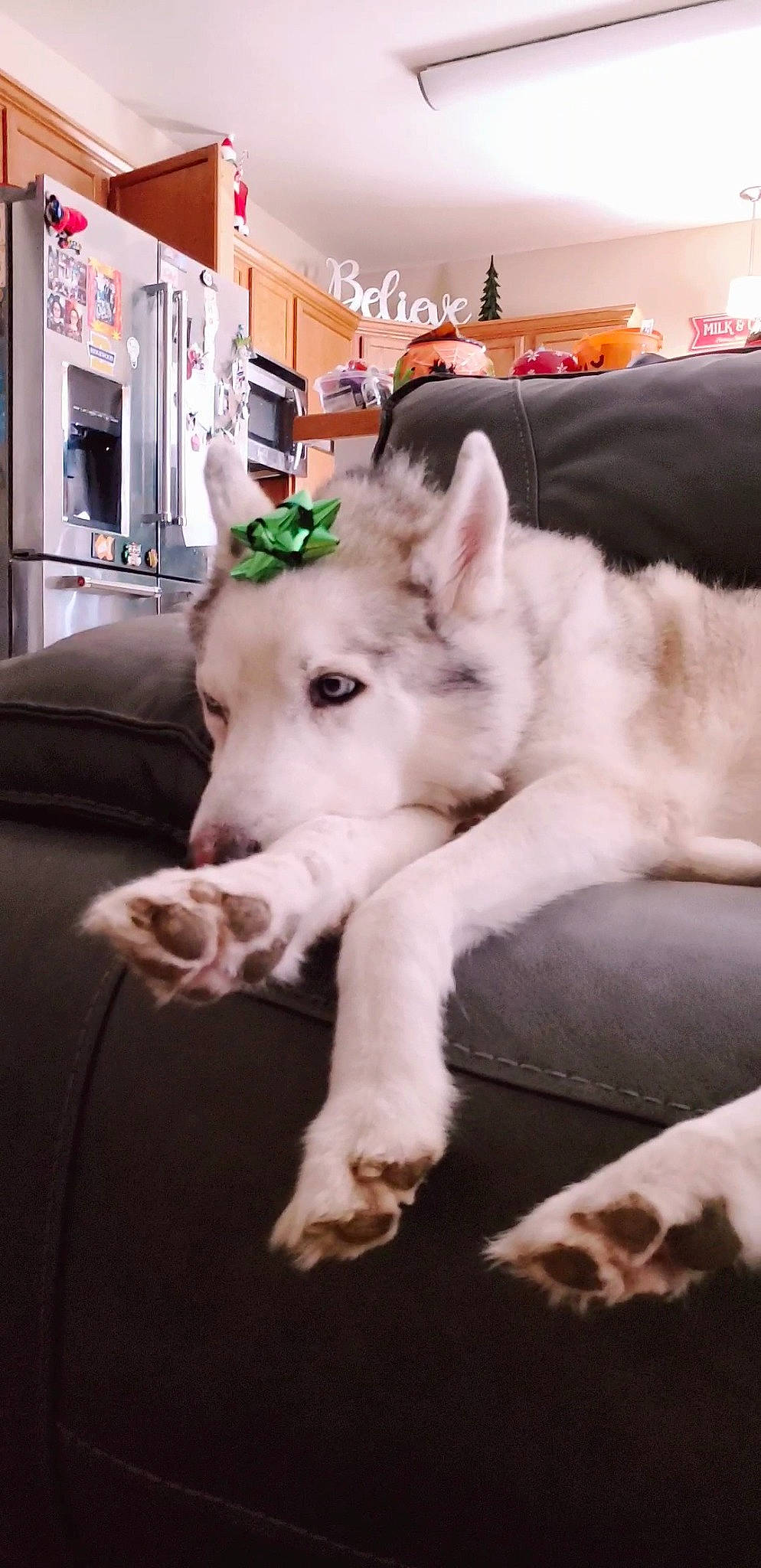 Hudson joined the competition — help win amazing prizes! canidae, carnivore, comfort, companion_dog, couch, dog, dog_breed, fawn, fur, non_sporting_group, paw, snout, sporting_group, terrestrial_animal, texas_heeler, whiskers, working_animal, working_dog