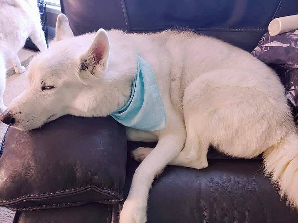 Hudson is registered to the contest to win money with this photo: ancient_dog_breeds, canidae, carnivore, collar, companion_dog, dog, dog_breed, fang, fawn, fur, non_sporting_group, snout, sporting_group, tail, terrestrial_animal, whiskers, working_animal