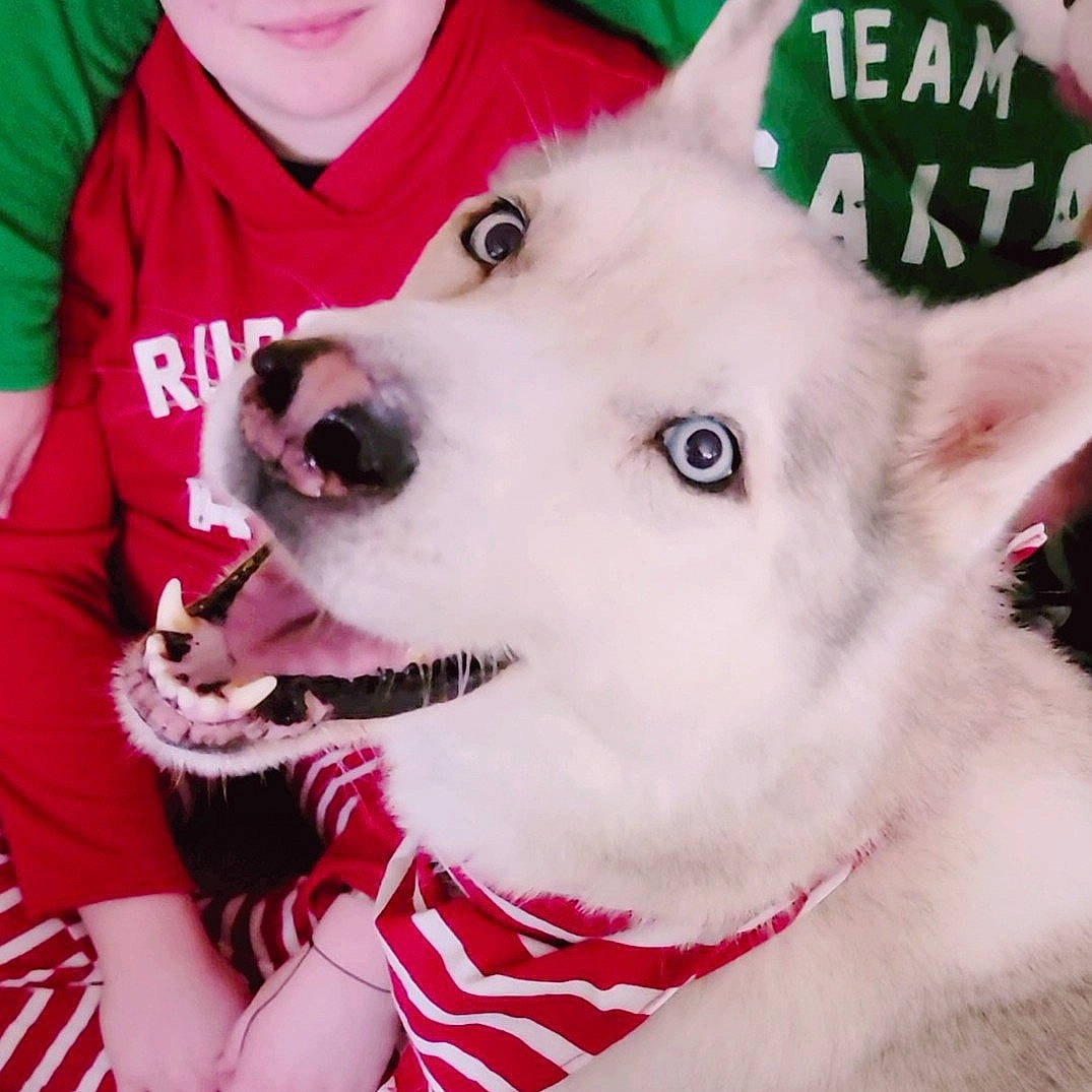 Hudson joined the competition — help win amazing prizes! canidae, carnivore, collar, companion_dog, dog, dog_breed, dog_collar, ear, fawn, fur, happy, jaw, mammal, pet_supply, snout, spitz, sporting_group, whiskers, white, working_animal