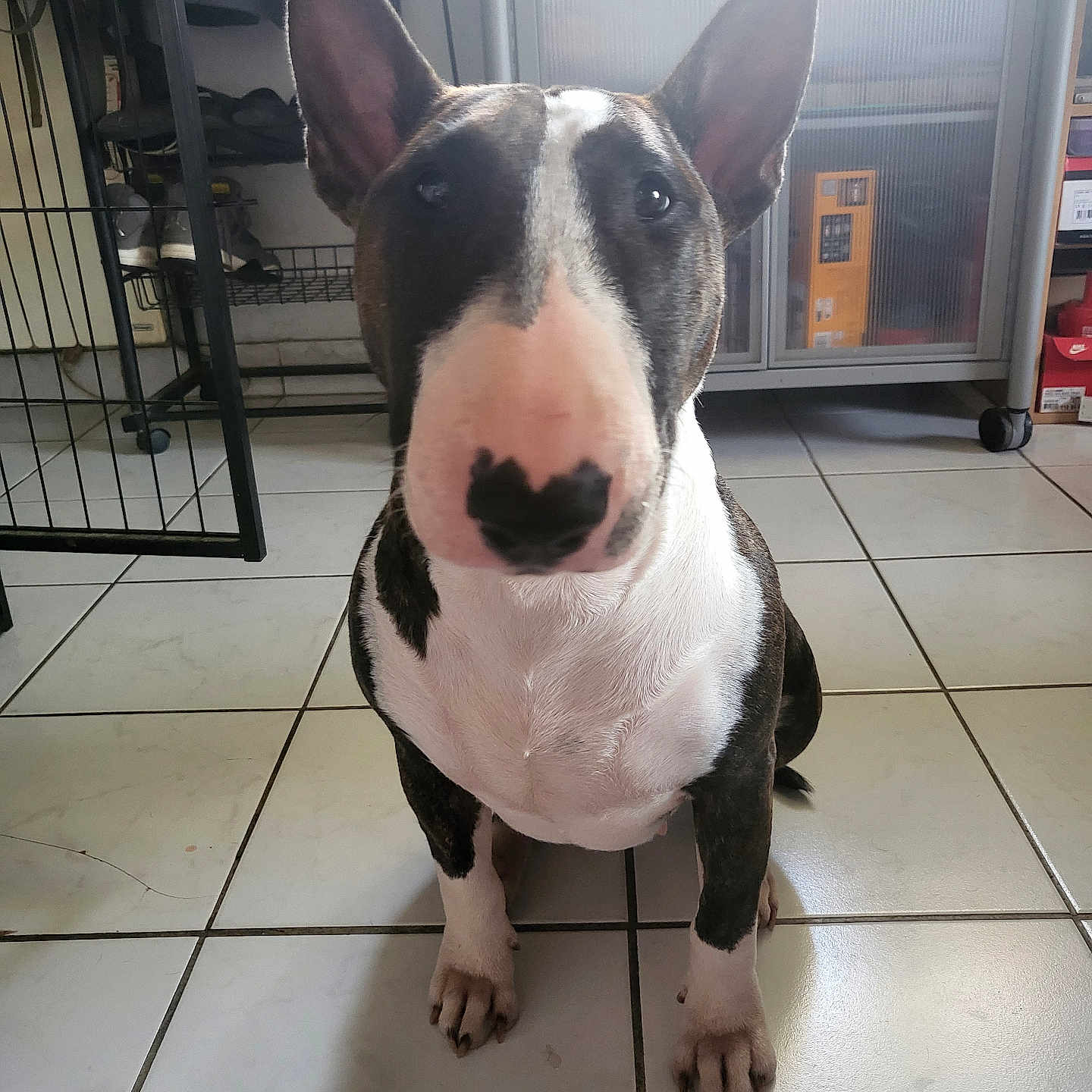 Vargas participe au concours pour gagner de l'argent avec cette photo : bull_terrier, dog, pet, indoor, floor_tile, ears, black_and_white, animal, looking, sitting, face, snout, paw, home, cabinet, shoes, shadow, light, portrait, cute