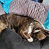 Vargas participe au concours pour gagner de l'argent avec cette photo : dog, sleeping, brindle, couch, blanket, towel, indoor, pet, resting, fur, paw, relaxed, cozy, home, animal, domestic, quiet, soft, comfort, canine