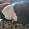 dog, resting, curled_up, white_coat, brindle_coat, dog_bed, paw_print_pattern, bone_pattern, tattoo, human_leg, shorts, indoor, pet, animal, sleeping, close_up, furry, comfort, domestic, relaxing