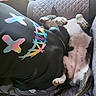 dog, lying_down, couch, quilted, black_shirt, colorful_smiley, relaxed, nap, indoor, person, clothing, comfort, pet, fur, pink_nipples, paw, head, ear, home, casual
