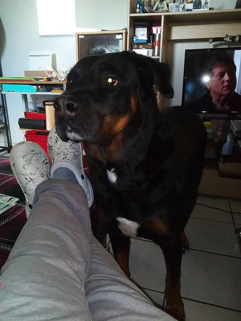 Filouse participe au concours pour gagner de l'argent avec cette photo : canidae, carnivore, companion_dog, dog, dog_breed, fawn, mammal, person, puppy, rottweiler, sporting_group