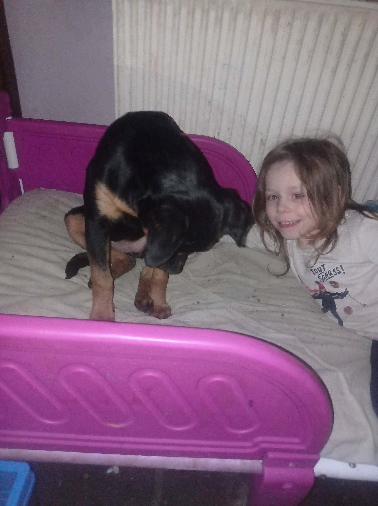 Kiara participe au concours pour gagner de l'argent avec cette photo : canidae, carnivore, comfort, companion_dog, dog, dog_breed, fun, fur, guard_dog, lap, magenta, pink, purple, smile, sporting_group, tail, toddler, toy, toy_dog, working_animal