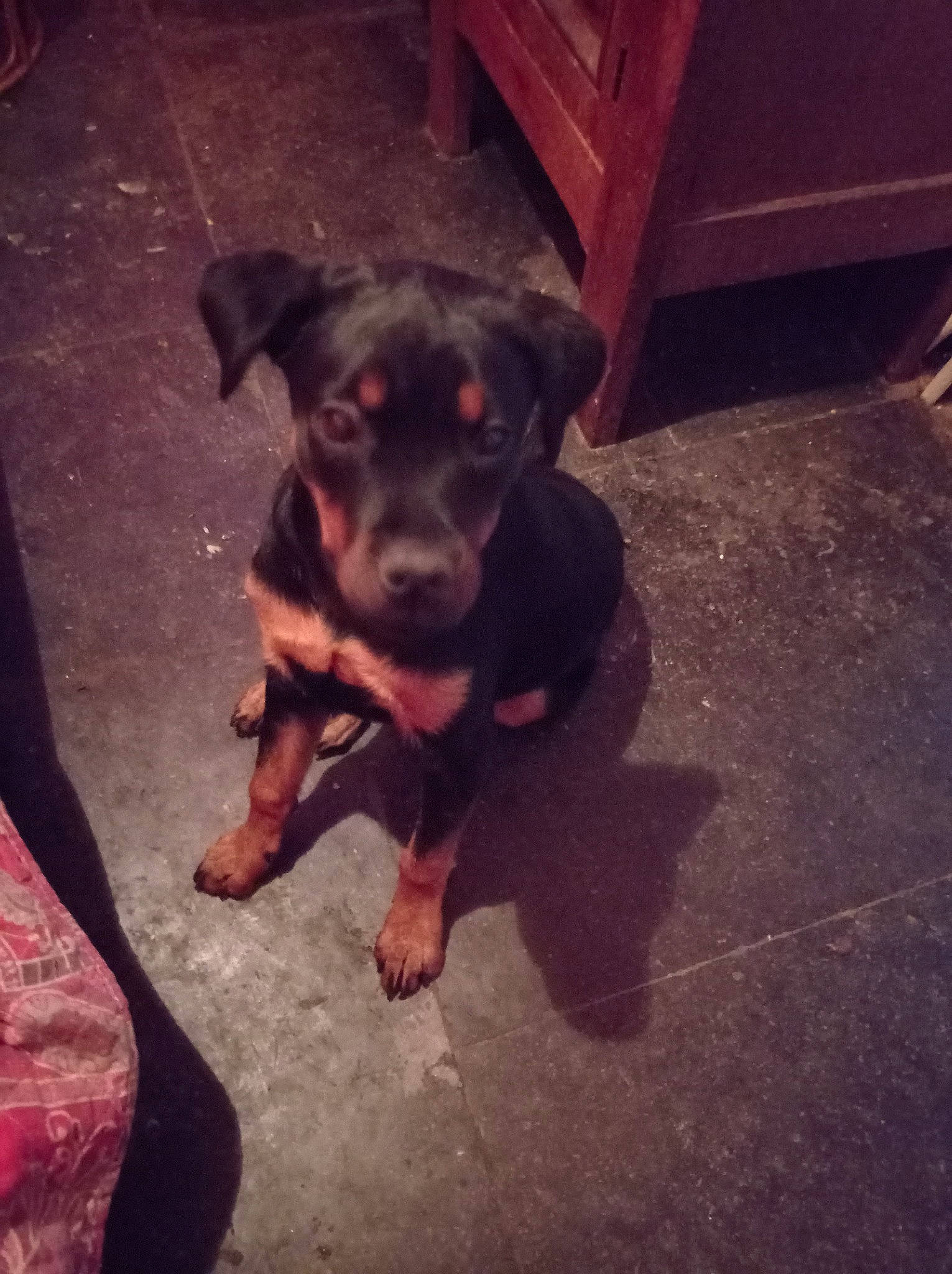 Kiara participe au concours pour gagner de l'argent avec cette photo : canidae, carnivore, cloud, companion_dog, dog, dog_breed, eye, flooring, guard_dog, metal, night, paw, snout, sporting_group, square, tints_and_shades, toy_dog, wood, working_animal, working_dog