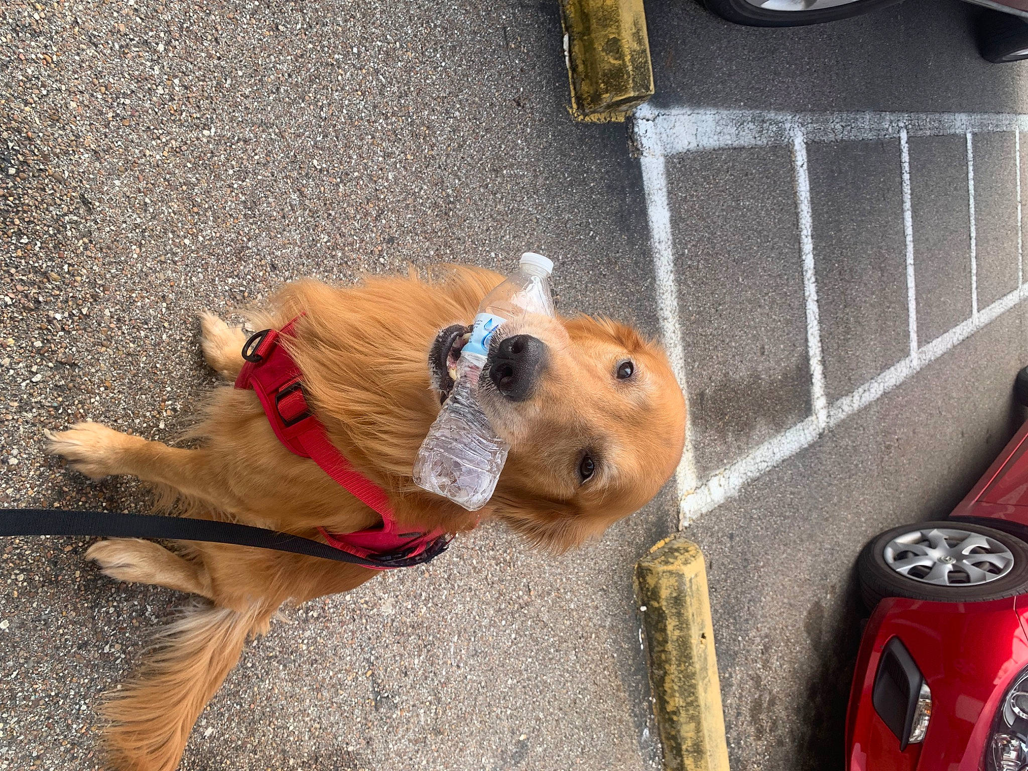 Remi is registered to the contest to win money with this photo: automotive_lighting, canidae, carnivore, collar, companion_dog, dog, dog_breed, dog_supply, fawn, gas, leash, pet_supply, road_surface, sidewalk, snout, sporting_group, vehicle, vehicle_registration_plate, wheel, working_animal