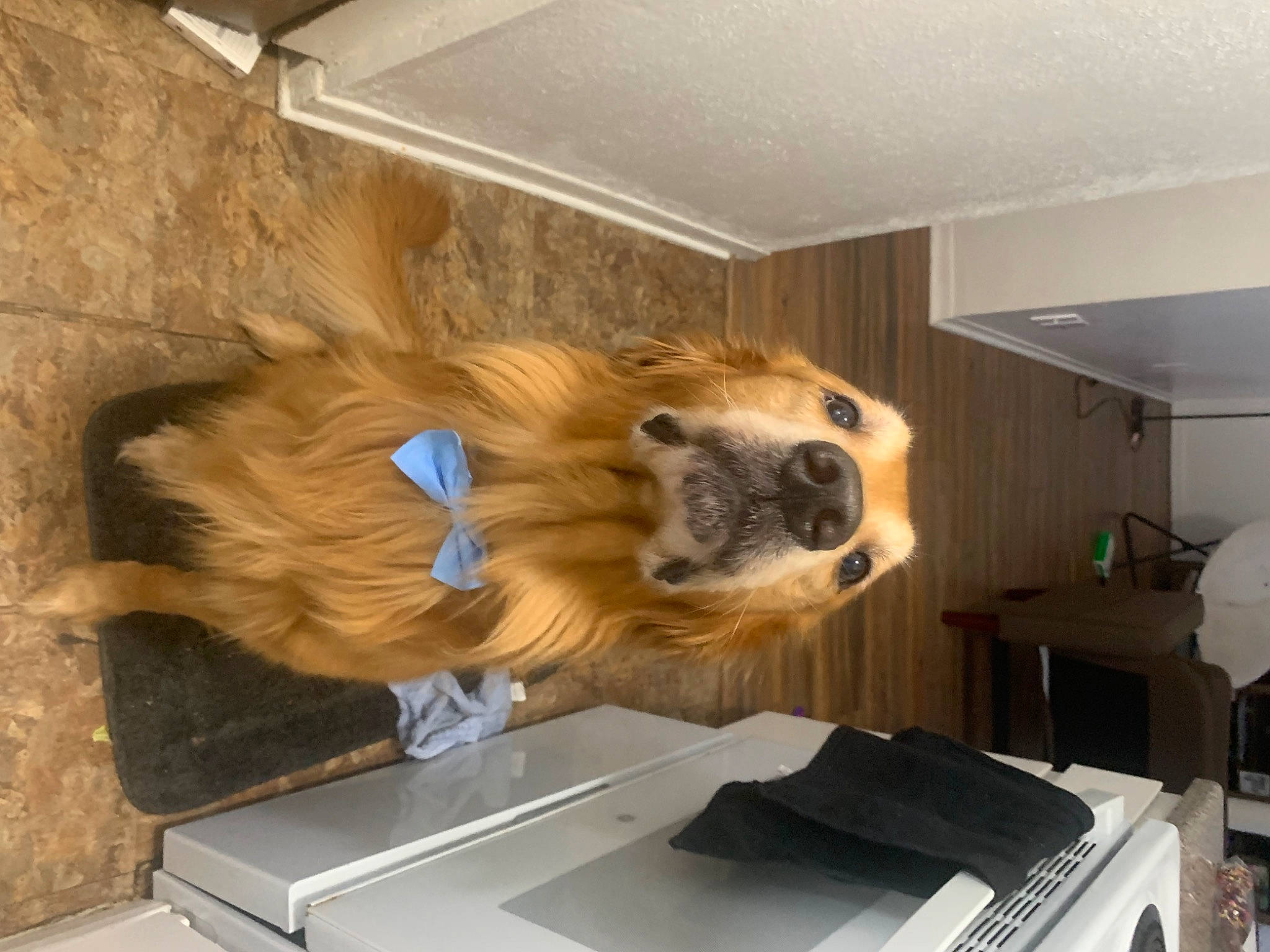 Remi is registered to the contest to win money with this photo: canidae, carnivore, ceiling, companion_dog, dog, dog_breed, dog_supply, fawn, flooring, fur, hardwood, pet_supply, plywood, room, snout, sporting_group, table, toy_dog, whiskers, wood