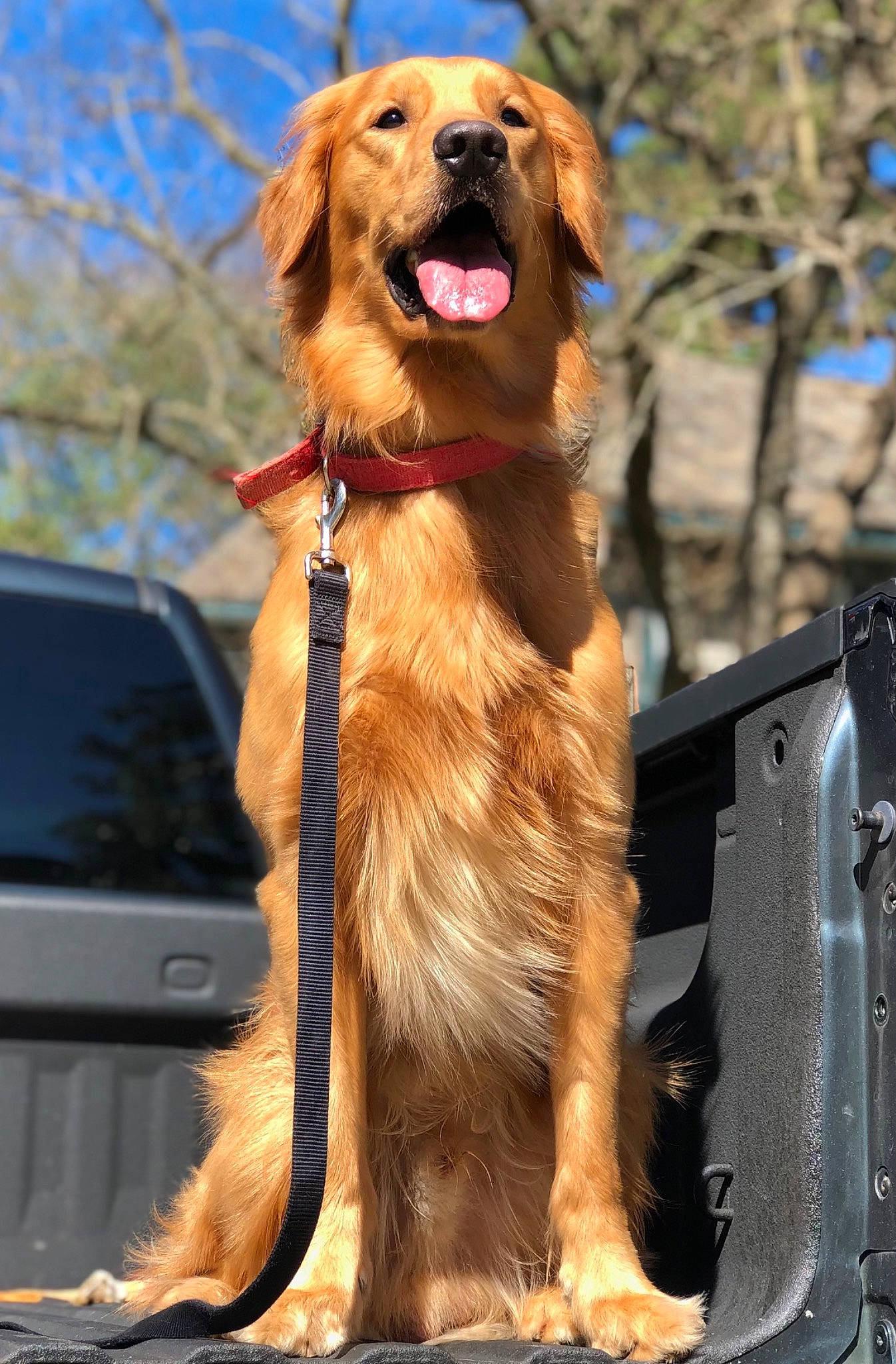 Remi joined the competition — help win amazing prizes! canidae, carnivore, collar, companion_dog, dog, dog_breed, dog_collar, fawn, fur, guard_dog, gun_dog, leash, liver, plant, snout, sporting_group, tree, working_dog