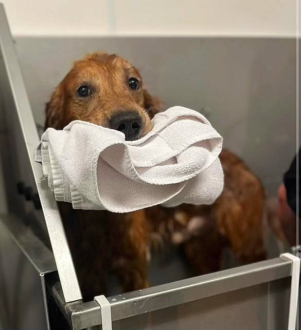 Remi is registered to the contest to win money with this photo: canidae, carnivore, comfort, companion_dog, dog, dog_breed, fawn, hound, liver, pet_supply, rectangle, service, snout, sporting_group, working_animal