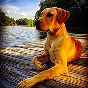 Kip is registered to the contest to win money with this photo: animal, calm, clouds, daytime, dog, grass, labrador, lake, nature, outdoor, peaceful, pet, relaxed, scenery, sky, summer, sunlight, trees, water, wooden_dock