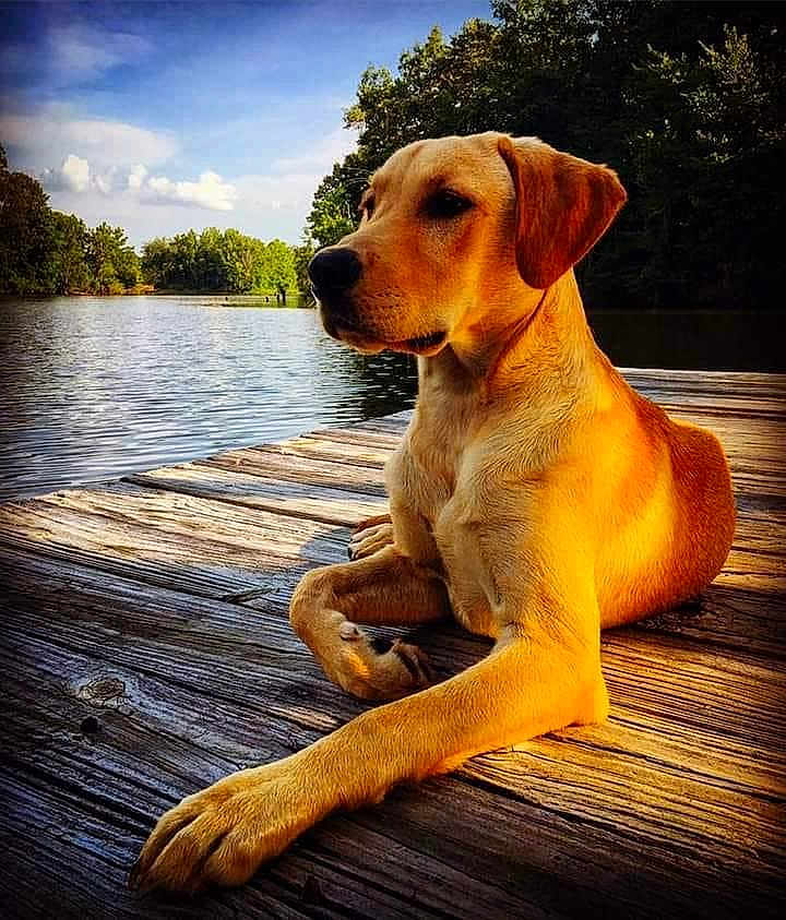 Kip