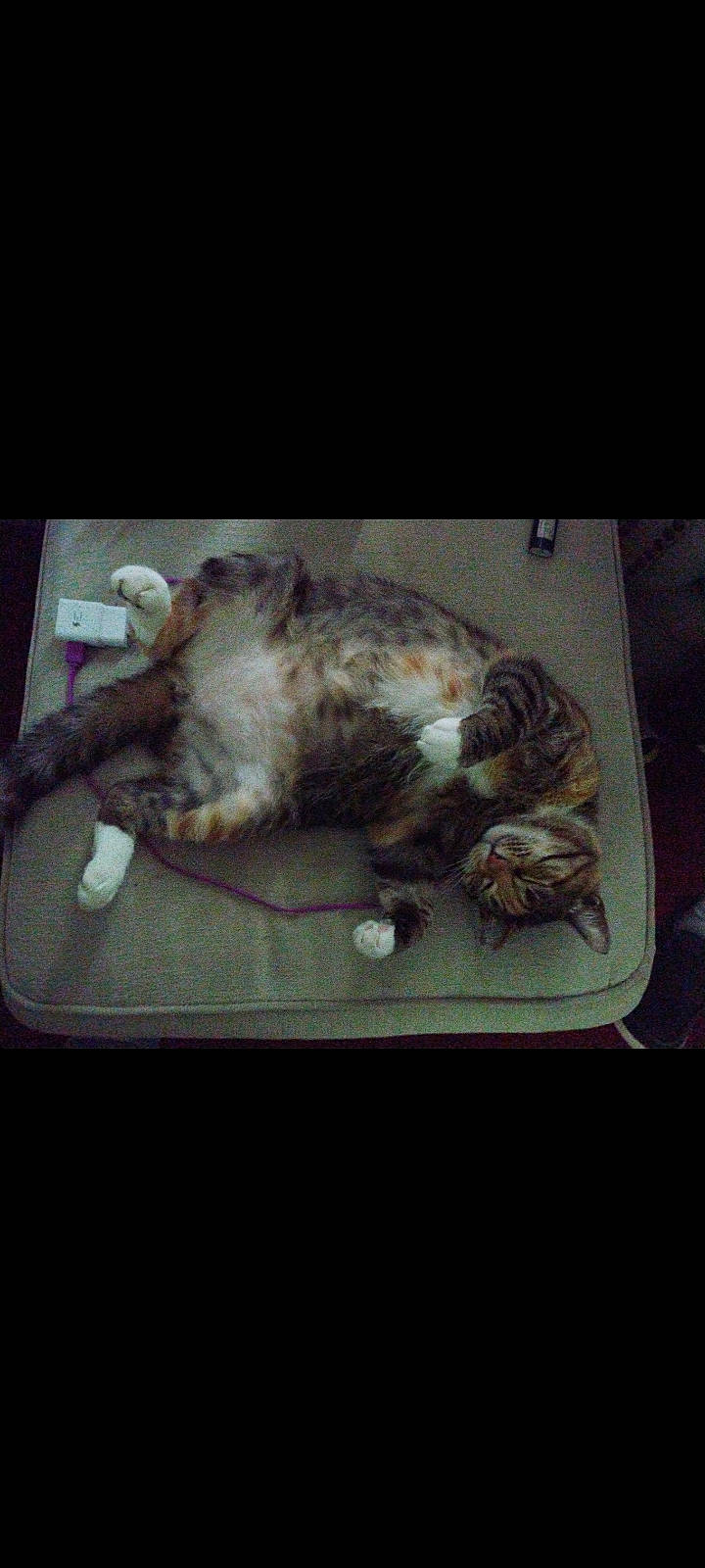 Piig is registered to the contest to win money with this photo: canidae, carnivore, cat, claw, cloud, comfort, companion_dog, dog_breed, domestic_short_haired_cat, felidae, fur, metal, paw, photo_caption, small_to_medium_sized_cats, snout, sporting_group, square, tail, whiskers