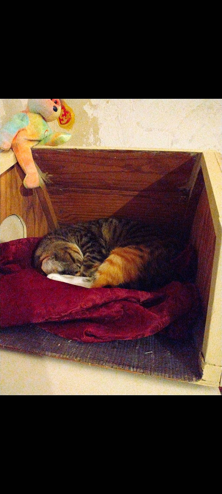 Piig is registered to the contest to win money with this photo: carnivore, cat, comfort, companion_dog, domestic_short_haired_cat, felidae, flooring, fur, hardwood, linens, magenta, pet_supply, rectangle, room, small_to_medium_sized_cats, tail, textile, tints_and_shades, whiskers, wood