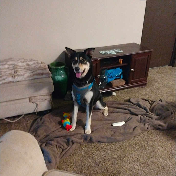 Reggie joined the competition — help win amazing prizes! animal, architecture, ball, building, cabinet, canine, couch, dog, drawer, furniture, husky, indoors, interiordesign, livingroom, pet, room, sport, tennis, tennisball, wood