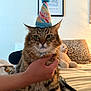 cat, tabby_cat, birthday_hat, party_hat, human_hand, bed, blanket, pillow, plush_toy, framed_art, indoor, whiskers, green_eyes, fur, collar, portrait, close_up, sitting, home, pet